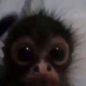 Monke 