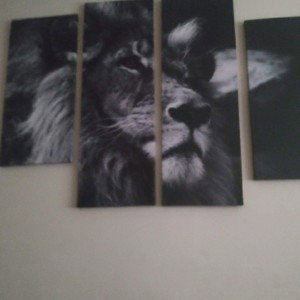 lion