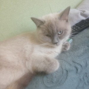 кошка