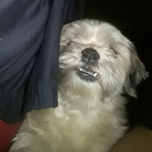 Minha cachorra Mel