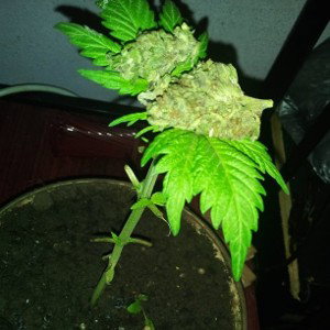 SpeshmaRoto_-_Zinja Zami
