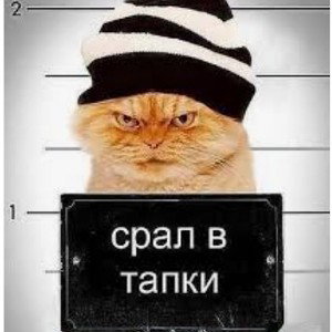 Кот нагадил😈