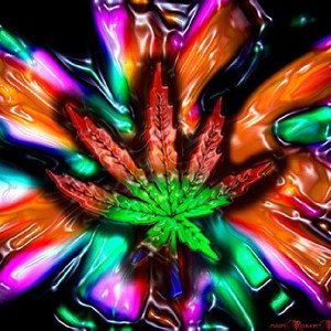 Marijuana