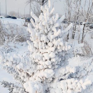 любовь беспечна