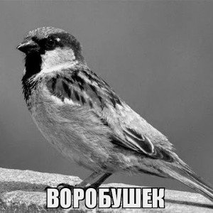 Воробушек 