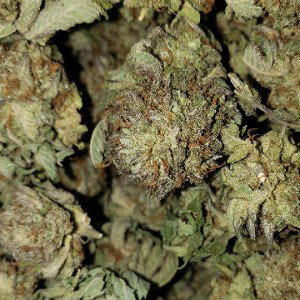 getting high freestyle 