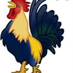 gallo salvaje