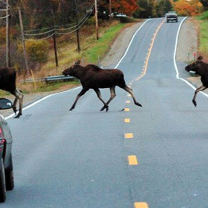 Car Hit a Moose