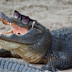 Alligator