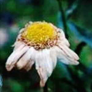FIORI APPASSITI