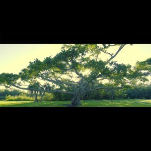🌴ÁRBOL🌴