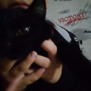  Lolicat