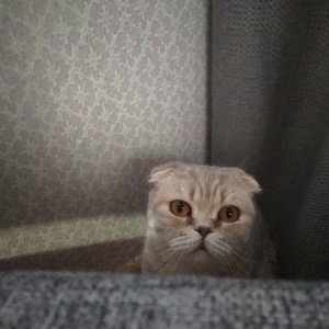 Без названия