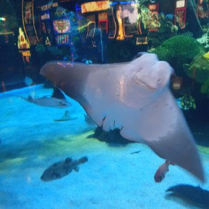 the sting ray sorry for the pic