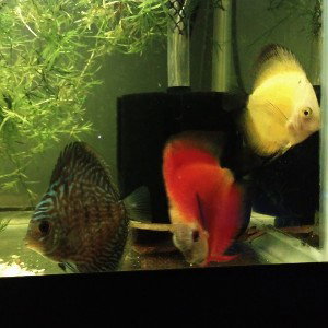 Discus Hans in the kitchen