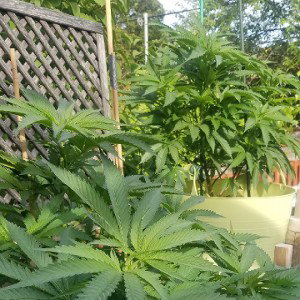 La plante 