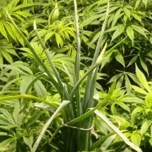 REKIN_N_P_U - SMOKE WEED