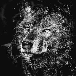 wolf king