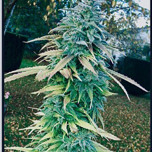 🤌🥦Ganja 🤌🥦