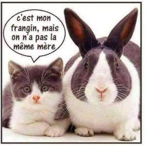 DDS V riz thé