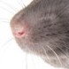 rat God