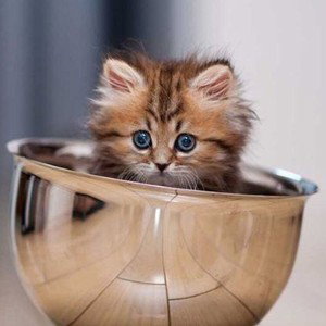 Кот 🐱 