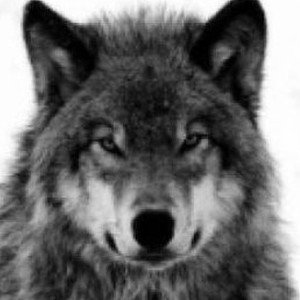 onewolf