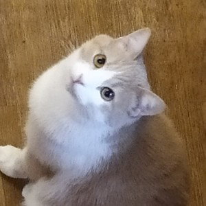心配だ
