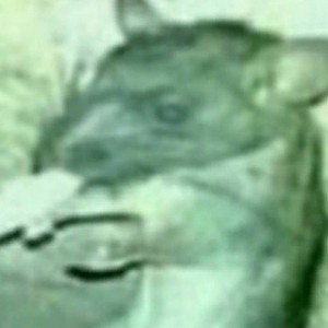 трэп грузовик