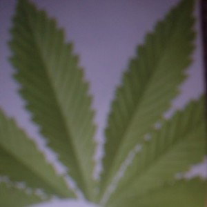 love 2 smoke