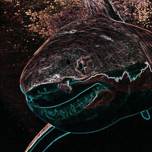 Sharks
