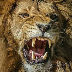 LIONZ DYN 