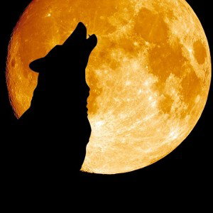 wolf fullmoon🐺🐾❤🌓