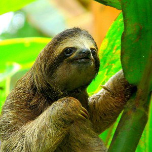 sloth mode 🦥