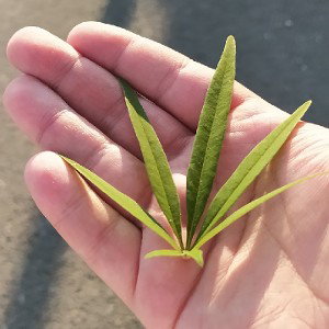 frystyle gang n'2