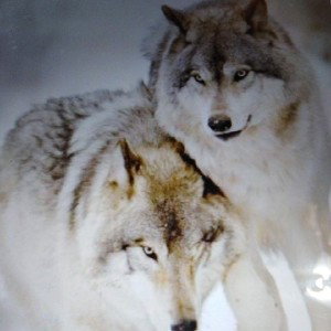 WOLFPACK 