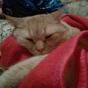 спокойной ночи