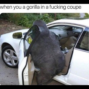 gorilla antem