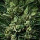 RAP. m. b. c🌱🍯🌱🌱🍯🌱🐝🌱
🌱🍯🌱🌱🍯🌱🌱🌱
🌱🍯🍯🍯🍯🌱🍯🌱
🌱🍯🌱🌱🍯🌱🍯🌱
🌱🍯🌱🌱🍯🌱🍯🌱
🌼🌱 Hi honey! 🌱🌼
