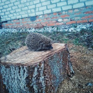 Только начал