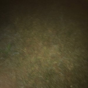 Bodysnathers (8:27 PM)