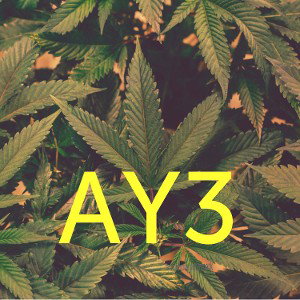 AY3