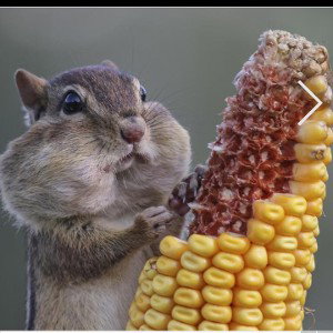 slob on. on my bob like corn on the cobb