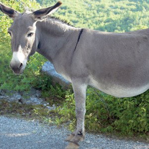 Is_it_donkey_ruling_our_country