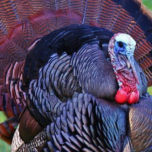 Turkey