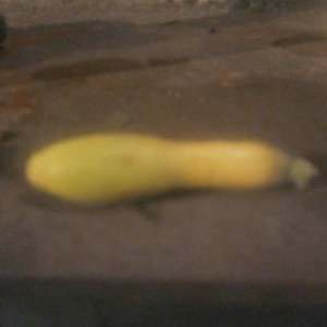 look up its mixedbois penis 😂