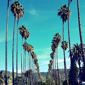 LA Palm Trees