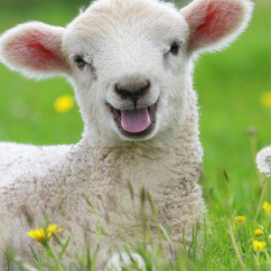 Sheep