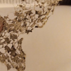 sogni smarriti cone colibrí