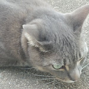 Ash ( Meow)